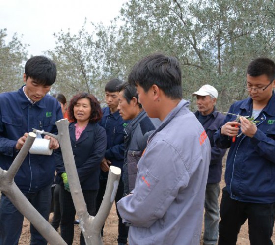 公司從產(chǎn)業(yè)鏈起始端著手，引進(jìn)良種優(yōu)苗，繁育基地苗圃，優(yōu)化樹(shù)種，以?xún)?yōu)質(zhì)的橄欖樹(shù)苗為生產(chǎn)特級(jí)初榨橄欖油提供基礎(chǔ)保障。在以自建萬(wàn)畝國(guó)家標(biāo)準(zhǔn)化油橄欖..